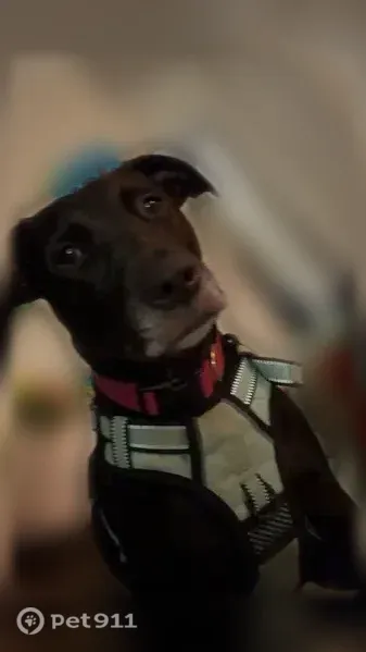 Lost dog, Turrell, Arkansas - female, grey chin, navy shock collar - photo