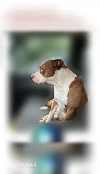 Lost dog, Elm Street, 123, Pantego - brown and white with ice blue eyes - photo