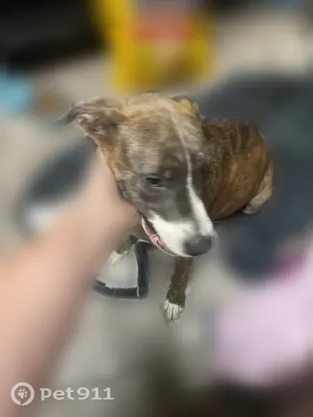Found dog, Junior Deputy Road, 1674, Little Rock - female - photo