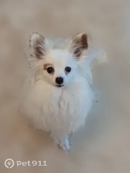 Missing dog Female, Herndon (usl543827) - photo