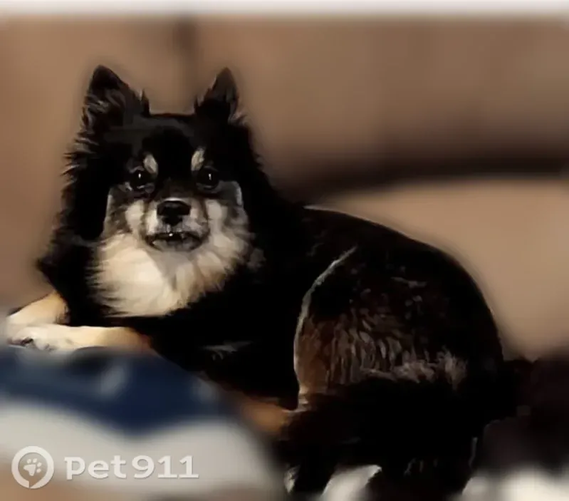 Lost dog, U.S. 377, 111, Aubrey — female Pomeranian, very skittish - photo