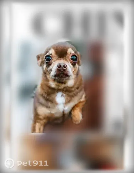 Lost dog, Avery Parkway, New Braunfels - senior, 4 lb, needs medication - photo