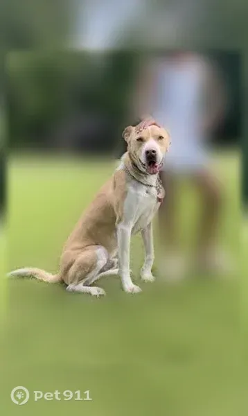Lost dog, Honeycomb Drive Southeast, 3790, Conyers, Alpharetta - male, blonde/tan with white marks - photo