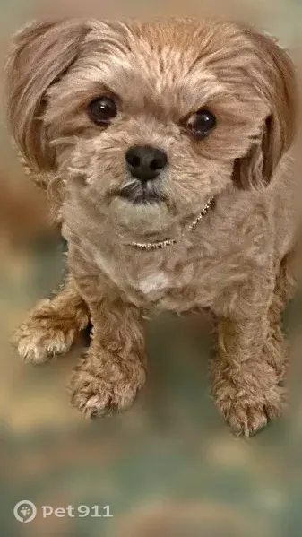 Lost dog, Panguitch, Utah, West Valley City - female, gold, microchipped - photo
