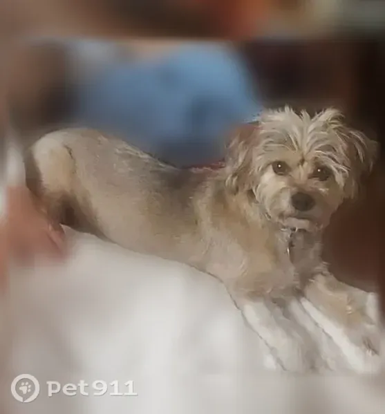 Lost dog, Louisville Avenue, 3017, El Paso - female - photo