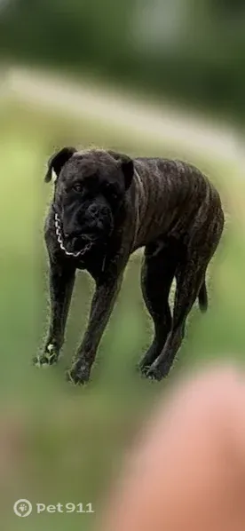 Lost dog, West Road, 1436, Chesapeake - friendly bull mastiff - photo