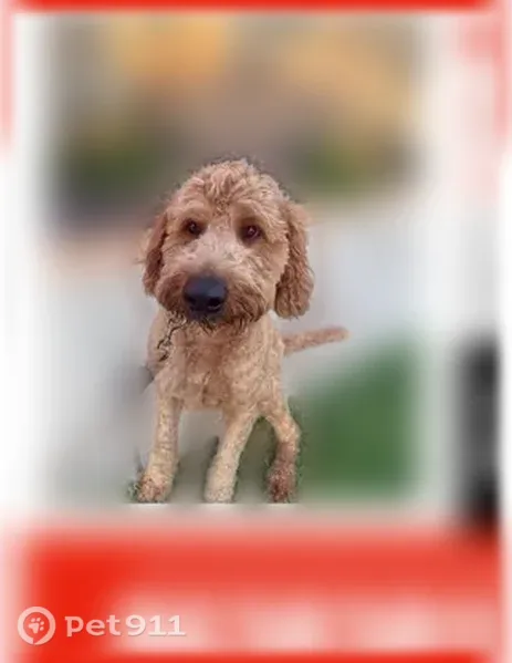 Lost dog, Copper Ridge Boulevard, Lakeland - brown dog with a maroon collar - photo