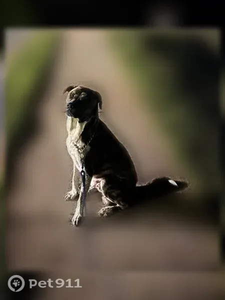 Lost dog, Dogwood Circle, 300, Norcross - male, tall and skinny - photo