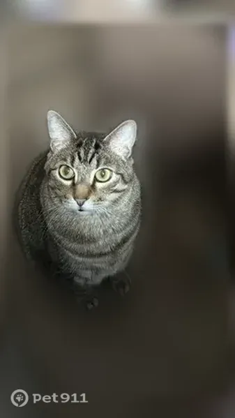 Lost cat, Walnut Grove Way, 201, Pendergrass, Atlanta - gray and black, big green eyes - photo