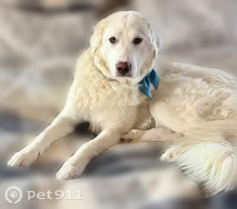 Lost dog, County Road 123, Colorado, Denver — female Great Pyrenees with a yellow reflective collar - photo