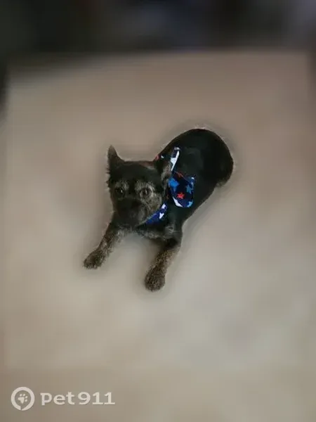 Lost dog, Lentz Road, 2435, China Grove, Kannapolis — female yorkie mix, around 4 years old - photo