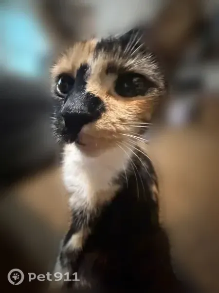 Lost cat, Limekiln Road, 408, New Cumberland - small calico female, about 1 year old - photo