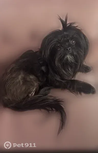 Lost dog, Bork Memorial Drive, Chicago — black Shih Tzu - photo