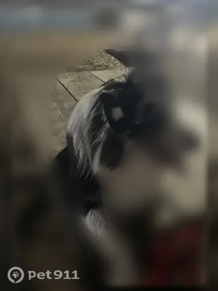Lost dog, Early Fall Drive, 6615, Humble - male with light blue almost white eyes - photo