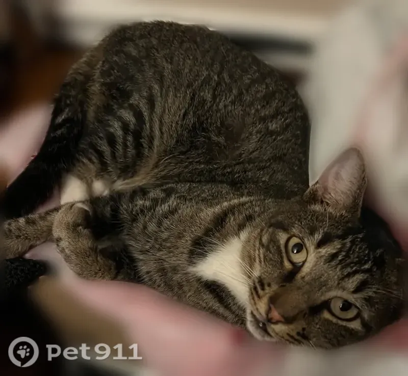Lost cat, Southwick Cove, 292, Conway — male - photo