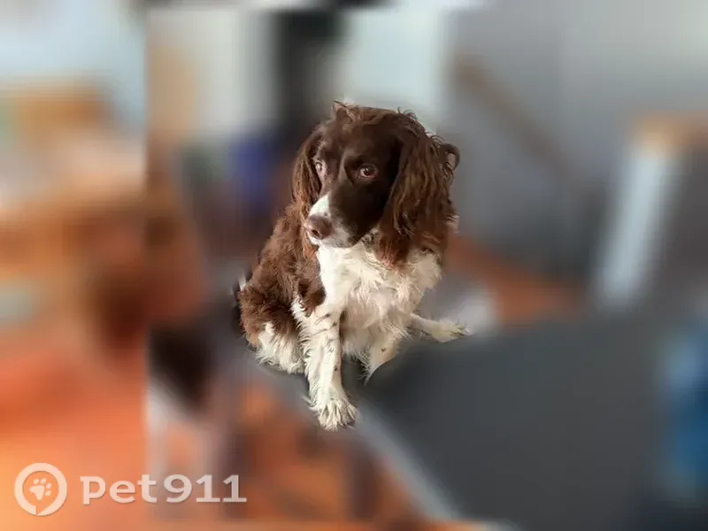 Lost dog, West 2 Mile Road, 3770, Lincoln Township, White Cloud - female, 12 years old springer spaniel - photo