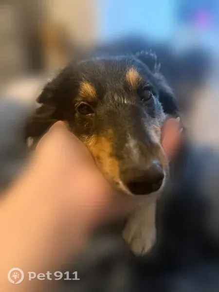 Lost dog, Pleasant Chapel Road, Heath - female tri-colored sheltie - photo