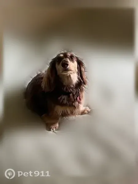 Lost dog, NorthEast 204th Street, 10028, Bothell - brown long-haired dachshund - photo