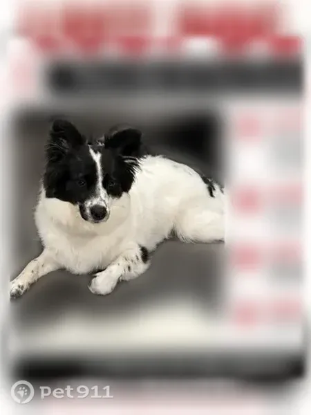 Lost dog, Illinois 83, 4251, Long Grove - photo