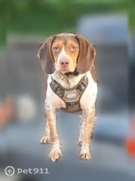Lost dog, Birch Drive, 2069, Sears, Evart - timid neutered male beagle with 2 collars - photo