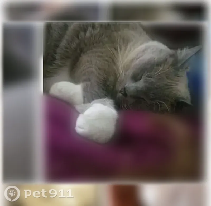Lost cat, North Chilson Street, 1243, Bangor Township, Bay City — extremely shy, answers to Jasmine - photo