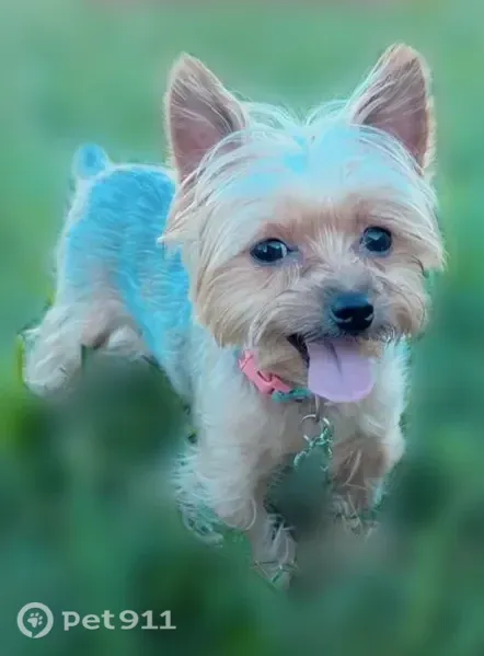 Lost dog, Hummingbird Avenue, 806, Pharr - photo