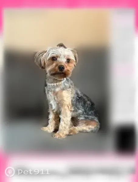 Lost dog, B Street, 1205, Wilmington - shy greyish Yorkshire terrier - photo