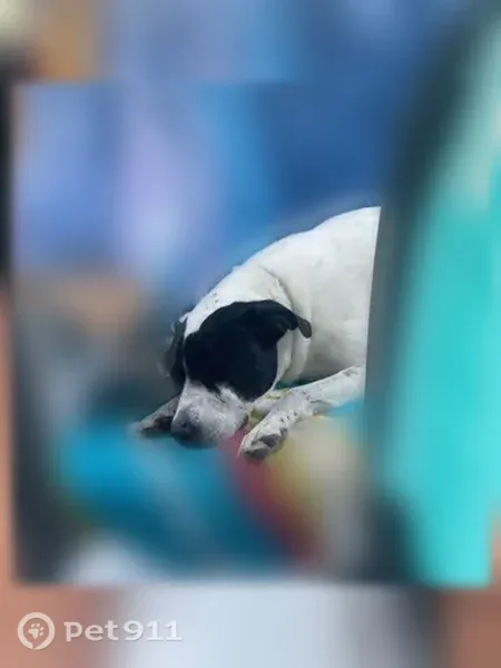 Lost dog, female, Cassville Road Southwest, 1240, Cartersville - photo