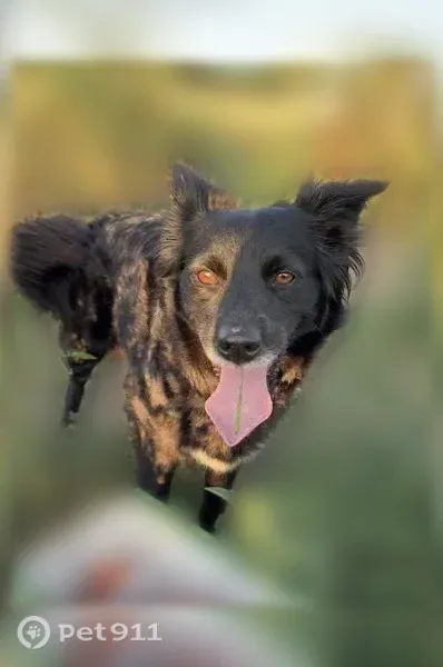 Lost dog, Danforth, Illinois, Arlington - female Australian Shepherd/Black Lab/Chow mix - photo