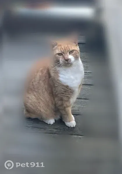 Lost cat, Forest Street, 63, Winooski, Haverhill — orange and white, chipped - photo