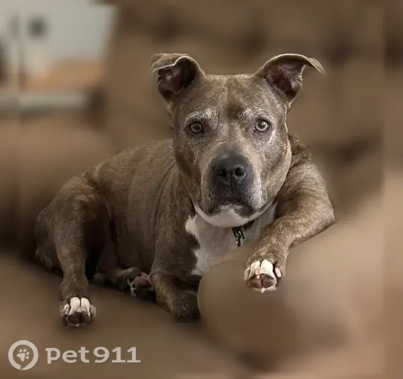 Lost dog, Tristino Lane, Palmer Ranch, Sarasota - female, brown brindle pit mix - photo