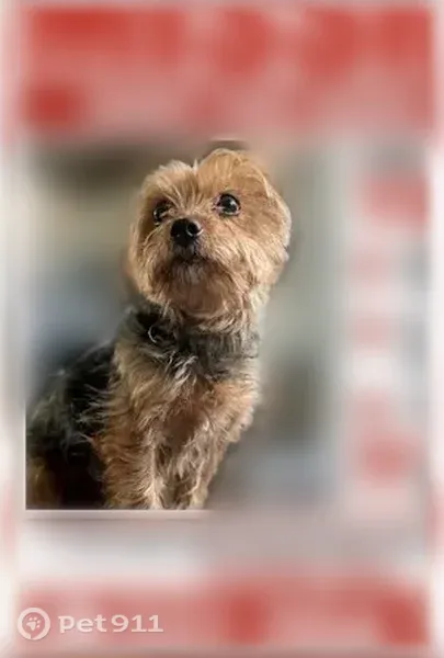 Lost dog, East 40th Street, Paterson - small and old - photo