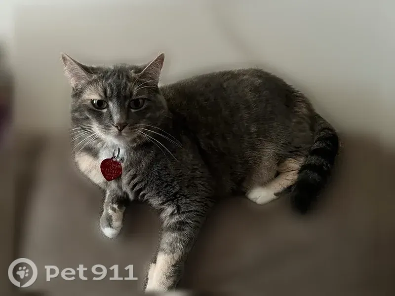 Lost cat, Southwest 180th Avenue, 5513, Beaverton — female dilute tortie with red heart collar - photo