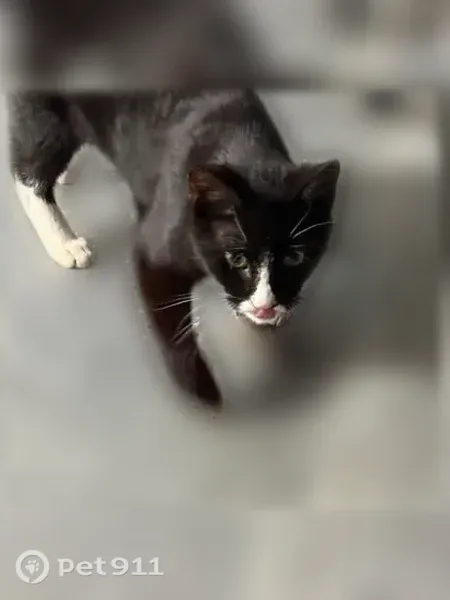 Lost cat, Mount Zion Road, 10672, Springfield Township, Glen Rock — black-and-white outdoor cat - photo