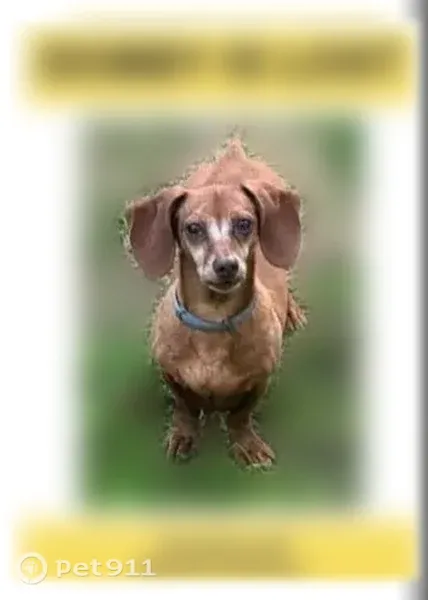 Lost dog, Bird Road, 1256, Branson - male dachshund - photo