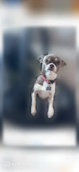 Lost dog, Arrowhead Road, 2949, South Venice, Venice — female Chihuahua - photo