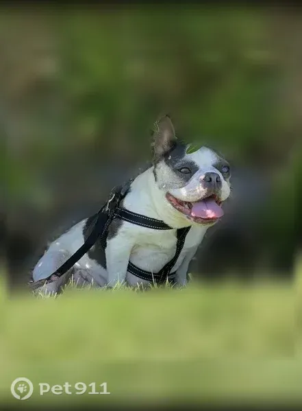 Lost dog, Knickerbocker Drive, 1637, Stockton — female - photo