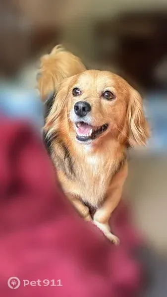 Lost dog, Lake Drive, 6316, Charlotte - male, honey-colored with black on the back - photo
