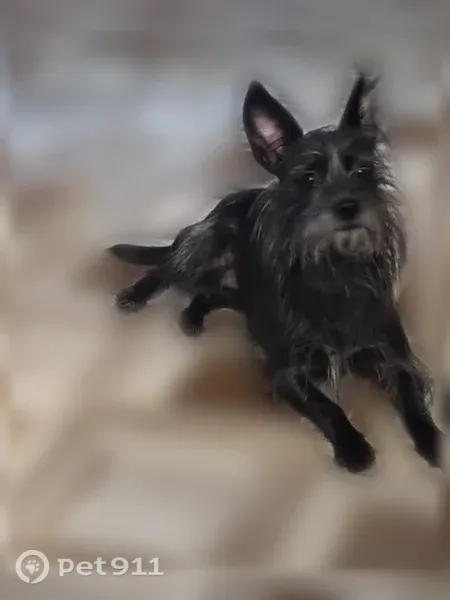 Lost dog, female, Park Vista Street, 336, Lincoln - shy black terrier mix - photo