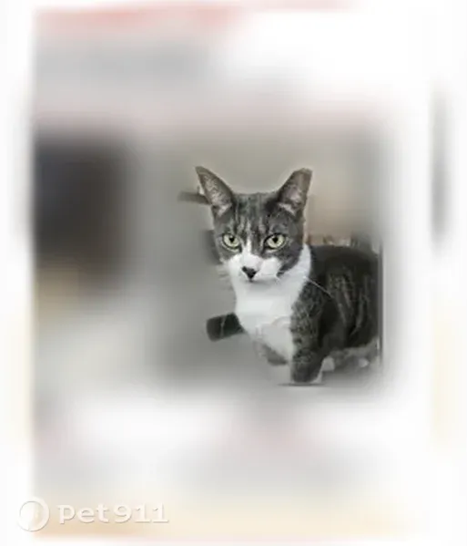 Lost cat, Irving Street, 121, Leonia — tabby with white fur on nose - photo