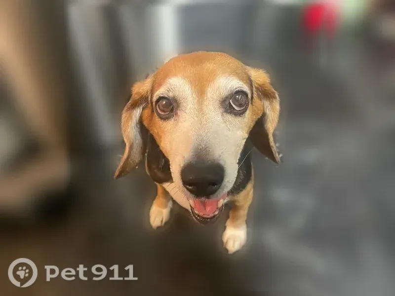 Lost dog, Elmora Avenue, 3560, Baltimore — very friendly - photo