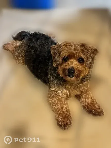 Lost dog, Lemon Avenue, 1710, Long Beach, Atlanta - brown and black, missing front top teeth - photo