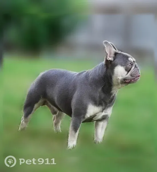Lost dog, Birchshire Drive, 7324, Raleigh - male French Bulldog - photo