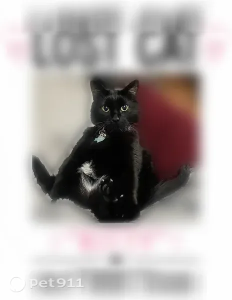 Lost cat, North Saint Marys Road, 25744, Mettawa, Libertyville - female, black with white undercoat - photo