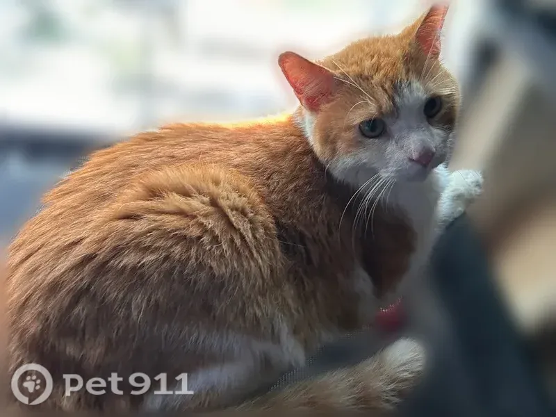 Found cat, Highlands neighborhood, Chesterfield - orange and white, very friendly - photo
