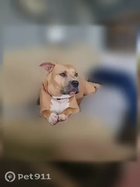 Lost dog, Sunray Court, 1299, Jacksonville - red collar - photo