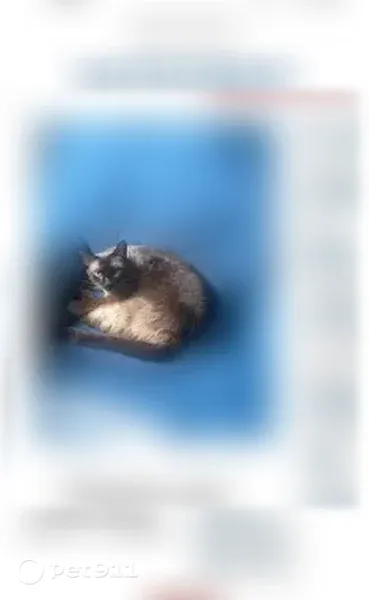 Lost cat, Garden Sage Drive, 1924, Oviedo - female Siamese - photo
