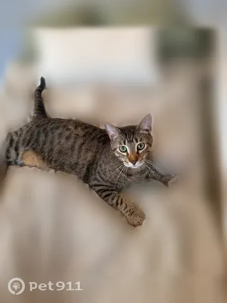 Lost cat, North Riverside Drive, 2211, Tampa - photo