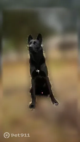 Lost dog, Cameldale Drive, 124, Socorro — male, black, tall - photo