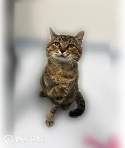 Lost cat, Laurel Lane, 243, Blowing Rock — tabby, three legs - photo